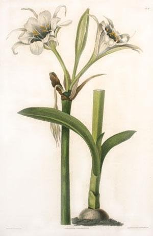 [pt. 10] Pancratium Calathinum