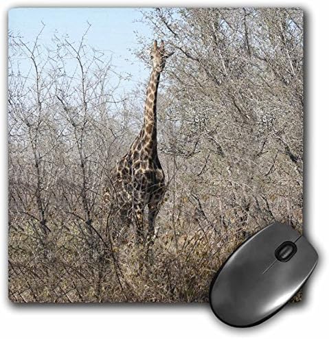3dRose LLC 8 X 8 X 0,25 inç Kruger Zürafa Tam Görünüm Mouse Pad (mp_26842_1)